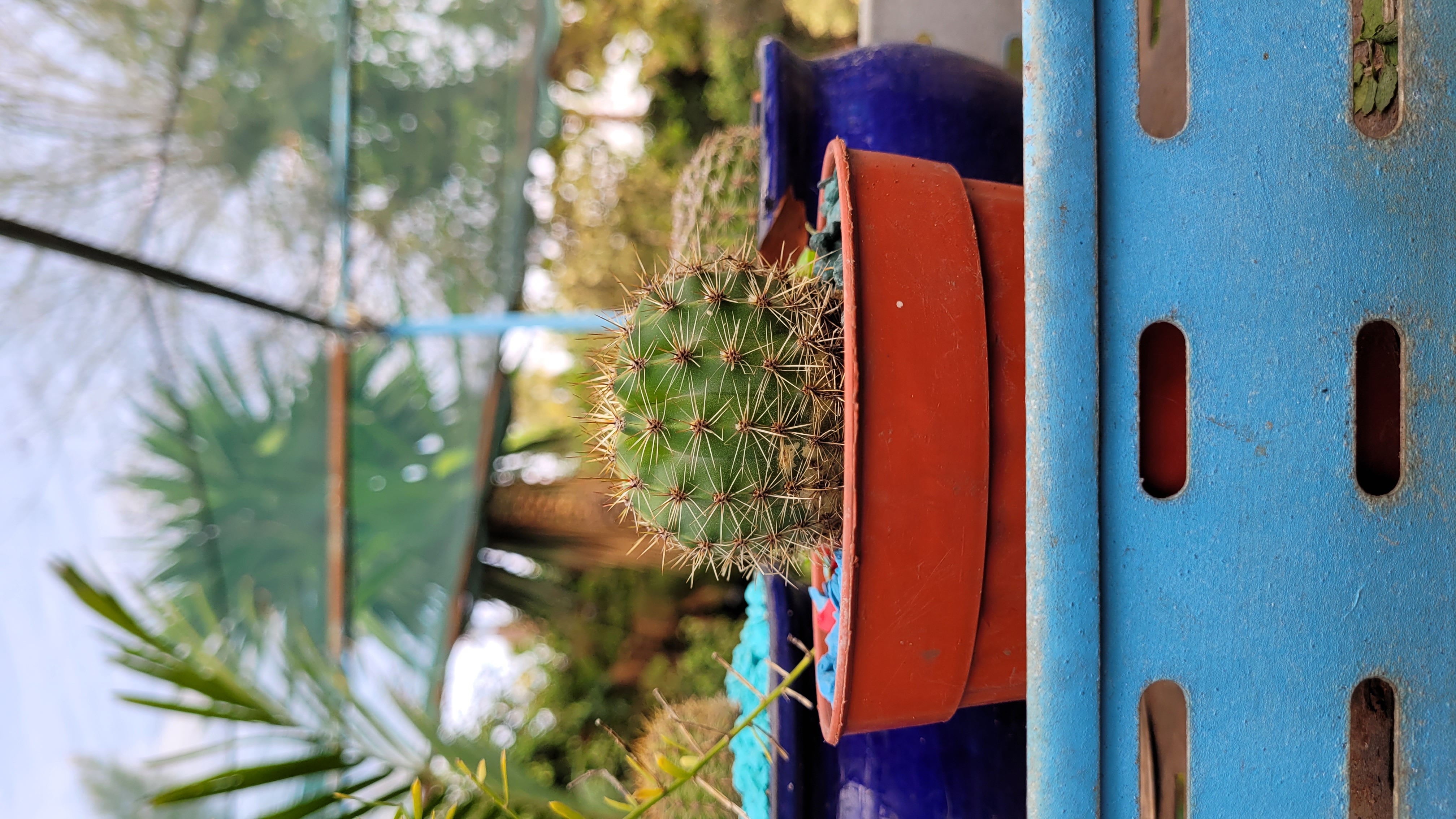 Plante Verte